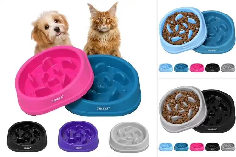 Detailed view of Best Anti-Choking Cat Bowls