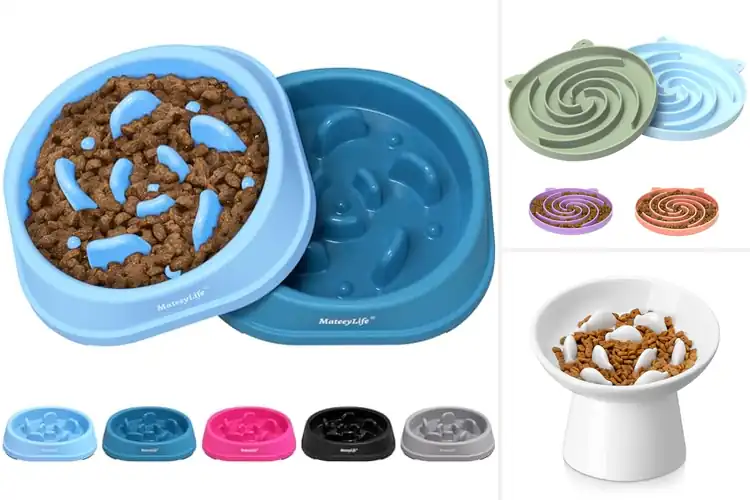 Detailed view of Best Slow Feeder Cat Bowl For Digestion