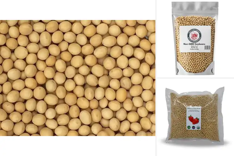 Detailed view of Best US Grown Soy Beans